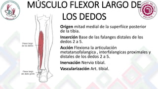 MÚSCULO FLEXOR LARGO DE
LOS DEDOS
Origen mitad medial de la superfiice posterior
de la tibia.
Inserción Base de las falanges distales de los
dedos 2 a 5.
Acción Flexiona la articulación
metatarsofalangica , interfalangicas proximales y
distales de los dedos 2 a 5.
Inervación Nervio tibial.
Vascularización Art. tibial.
 