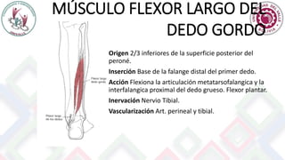 MÚSCULO FLEXOR LARGO DEL
DEDO GORDO
Origen 2/3 inferiores de la superficie posterior del
peroné.
Inserción Base de la falange distal del primer dedo.
Acción Flexiona la articulación metatarsofalangica y la
interfalangica proximal del dedo grueso. Flexor plantar.
Inervación Nervio Tibial.
Vascularización Art. perineal y tibial.
 