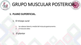 GRUPO MUSCULAR POSTERIOR
1. PLANO SUPERFICIAL.
1. El tríceps sural
1. las cabezas lateral y medial del músculo gastrocnemio
2. El músculo sóleo
.
1. El plantar
 