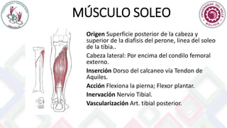 MÚSCULO SOLEO
Origen Superficie posterior de la cabeza y
superior de la diafisis del perone, linea del soleo
de la tibia..
Cabeza lateral: Por encima del condilo femoral
externo.
Inserción Dorso del calcaneo vía Tendon de
Aquiles.
Acción Flexiona la pierna; Flexor plantar.
Inervación Nervio Tibial.
Vascularización Art. tibial posterior.
 