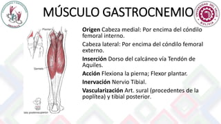 MÚSCULO GASTROCNEMIO
Origen Cabeza medial: Por encima del cóndilo
femoral interno.
Cabeza lateral: Por encima del cóndilo femoral
externo.
Inserción Dorso del calcáneo vía Tendón de
Aquiles.
Acción Flexiona la pierna; Flexor plantar.
Inervación Nervio Tibial.
Vascularización Art. sural (procedentes de la
poplítea) y tibial posterior.
 