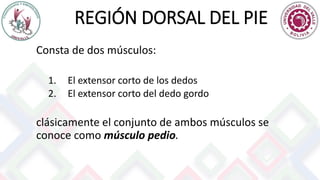 REGIÓN DORSAL DEL PIE
Consta de dos músculos:
1. El extensor corto de los dedos
2. El extensor corto del dedo gordo
clásicamente el conjunto de ambos músculos se
conoce como músculo pedio.
 