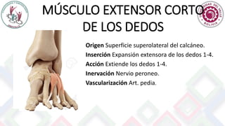 MÚSCULO EXTENSOR CORTO
DE LOS DEDOS
Origen Superficie superolateral del calcáneo.
Inserción Expansión extensora de los dedos 1-4.
Acción Extiende los dedos 1-4.
Inervación Nervio peroneo.
Vascularización Art. pedia.
 