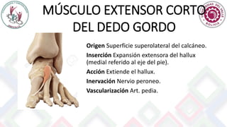 MÚSCULO EXTENSOR CORTO
DEL DEDO GORDO
Origen Superficie superolateral del calcáneo.
Inserción Expansión extensora del hallux
(medial referido al eje del pie).
Acción Extiende el hallux.
Inervación Nervio peroneo.
Vascularización Art. pedia.
 