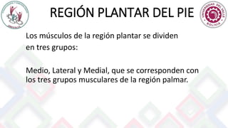 REGIÓN PLANTAR DEL PIE
Los músculos de la región plantar se dividen
en tres grupos:
Medio, Lateral y Medial, que se corresponden con
los tres grupos musculares de la región palmar.
 