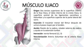 MÚSCULO ILIACO
Origen Dos tercios superiores de la superficie interna
de la fosa ilíaca, el labio interno de la cresta ilíaca, la
superficie ventral de los ligamentos sacroilíaco y
iliolumbar y la superficie superior de la parte lateral del
sacro.
Inserción El trocánter menor del fémur después de
unirse al psoas mayor por el tendón.
Acción Flexión de la cadera, rotador externo de cadera
y ayuda en la extensión lumbar.
Inervación nervio femoral (L2, 3)
Vascularización Arteria iliolumbar de la arteria ilíaca
interna
 