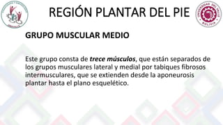 REGIÓN PLANTAR DEL PIE
GRUPO MUSCULAR MEDIO
Este grupo consta de trece músculos, que están separados de
los grupos musculares lateral y medial por tabiques fibrosos
intermusculares, que se extienden desde la aponeurosis
plantar hasta el plano esquelético.
 