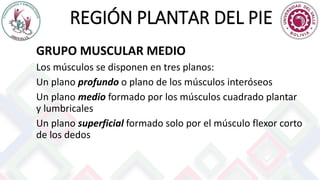 REGIÓN PLANTAR DEL PIE
GRUPO MUSCULAR MEDIO
Los músculos se disponen en tres planos:
Un plano profundo o plano de los músculos interóseos
Un plano medio formado por los músculos cuadrado plantar
y lumbricales
Un plano superficial formado solo por el músculo flexor corto
de los dedos
 