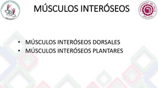 MÚSCULOS INTERÓSEOS
• MÚSCULOS INTERÓSEOS DORSALES
• MÚSCULOS INTERÓSEOS PLANTARES
 