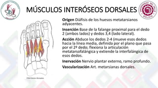 MÚSCULOS INTERÓSEOS DORSALES
Origen Diáfisis de los huesos metatarsianos
adyacentes.
Inserción Base de la falange proximal para el dedo
2 (ambos lados) y dedos 3,4 (lado lateral).
Acción Abduce los dedos 2-4 (mueve esos dedos
hacia la línea media, definida por el plano que pasa
por el 2º dedo; flexiona la articulación
metatarsofalángica y extiende la interfalángica de
esos dedos.
Inervación Nervio plantar externo, ramo profundo.
Vascularización Art. metarsianas dorsales.
 