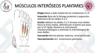MÚSCULOS INTERÓSEOS PLANTARES
Origen Base y lado medial de los metatarsos 3 a 5.
Inserción Base de la falange proximal y expansión
extensora de los dedos 3 a 5.
Acción Adduce los dedos 3 a 5 (mueve esos dedos
hacia la línea media, definida por el plano que pasa
por el 2º dedo; flexiona la articulación
metatarsofalángica y extiende la interfalángica de
esos dedos.
Inervación Nervio plantar externo, ramo profundo.
Vascularización Art. metarsianas plantares.
 