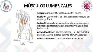 MÚSCULOS LUMBRICALES
Origen Tendón del flexor largo de los dedos.
Inserción Lado medial de la expansión extensora de
los dedos 2 a 5.
Acción Flexiona la articulación metatarsofalangica y
extiende las interfalángicas proximal y distal de los
dedos 2 a 5.
Inervación Nervio plantar externo, tres lumbricales
laterales. Nervio plantar interno primer lumbrical.
Vascularización Art. plantar interna y externa.
 