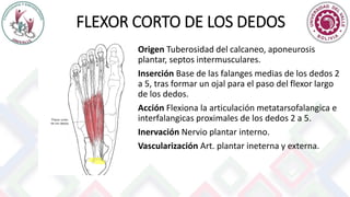 FLEXOR CORTO DE LOS DEDOS
Origen Tuberosidad del calcaneo, aponeurosis
plantar, septos intermusculares.
Inserción Base de las falanges medias de los dedos 2
a 5, tras formar un ojal para el paso del flexor largo
de los dedos.
Acción Flexiona la articulación metatarsofalangica e
interfalangicas proximales de los dedos 2 a 5.
Inervación Nervio plantar interno.
Vascularización Art. plantar ineterna y externa.
 