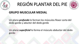 REGIÓN PLANTAR DEL PIE
GRUPO MUSCULAR MEDIAL
Un plano profundo lo forman los músculos flexor corto del
dedo gordo y aductor del dedo gordo
Un plano superficial lo forma el músculo abductor del dedo
gordo
 