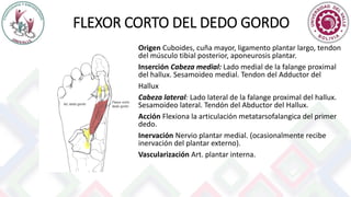 FLEXOR CORTO DEL DEDO GORDO
Origen Cuboides, cuña mayor, ligamento plantar largo, tendon
del músculo tibial posterior, aponeurosis plantar.
Inserción Cabeza medial: Lado medial de la falange proximal
del hallux. Sesamoideo medial. Tendon del Adductor del
Hallux
Cabeza lateral: Lado lateral de la falange proximal del hallux.
Sesamoideo lateral. Tendón del Abductor del Hallux.
Acción Flexiona la articulación metatarsofalangica del primer
dedo.
Inervación Nervio plantar medial. (ocasionalmente recibe
inervación del plantar externo).
Vascularización Art. plantar interna.
 