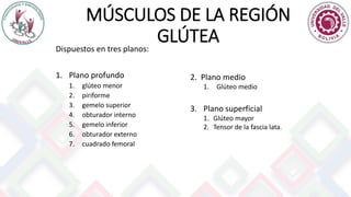 MÚSCULOS DE LA REGIÓN
GLÚTEA
Dispuestos en tres planos:
1. Plano profundo
1. glúteo menor
2. piriforme
3. gemelo superior
4. obturador interno
5. gemelo inferior
6. obturador externo
7. cuadrado femoral
2. Plano medio
1. Glúteo medio
3. Plano superficial
1. Glúteo mayor
2. Tensor de la fascia lata.
 
