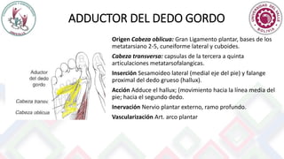 ADDUCTOR DEL DEDO GORDO
Origen Cabeza oblicua: Gran Ligamento plantar, bases de los
metatarsiano 2-5, cuneiforme lateral y cuboides.
Cabeza transversa: capsulas de la tercera a quinta
articulaciones metatarsofalangicas.
Inserción Sesamoideo lateral (medial eje del pie) y falange
proximal del dedo grueso (hallux).
Acción Adduce el hallux; (movimiento hacia la línea media del
pie; hacia el segundo dedo.
Inervación Nervio plantar externo, ramo profundo.
Vascularización Art. arco plantar
 