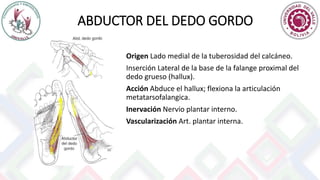 ABDUCTOR DEL DEDO GORDO
Origen Lado medial de la tuberosidad del calcáneo.
Inserción Lateral de la base de la falange proximal del
dedo grueso (hallux).
Acción Abduce el hallux; flexiona la articulación
metatarsofalangica.
Inervación Nervio plantar interno.
Vascularización Art. plantar interna.
 
