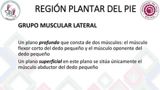 REGIÓN PLANTAR DEL PIE
GRUPO MUSCULAR LATERAL
Un plano profundo que consta de dos músculos: el músculo
flexor corto del dedo pequeño y el músculo oponente del
dedo pequeño
Un plano superficial en este plano se sitúa únicamente el
músculo abductor del dedo pequeño
 