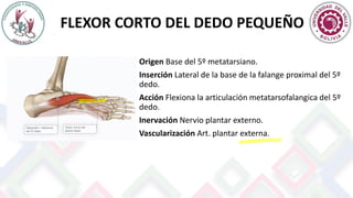 FLEXOR CORTO DEL DEDO PEQUEÑO
Origen Base del 5º metatarsiano.
Inserción Lateral de la base de la falange proximal del 5º
dedo.
Acción Flexiona la articulación metatarsofalangica del 5º
dedo.
Inervación Nervio plantar externo.
Vascularización Art. plantar externa.
 