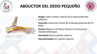 ABDUCTOR DEL DEDO PEQUEÑO
Origen Lados medial y lateral de la tuberosidad del
calcáneo.
Inserción Lateral de la base de la falange proximal del 5º
dedo.
Acción Abduce el 5º dedo; flexiona la articulación
metatarsofalangica.
Inervación Nervio plantar externa.
Vascularización Art. plantar externa.
 