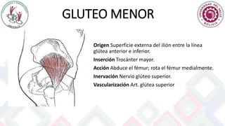 GLUTEO MENOR
Origen Superficie externa del ilión entre la línea
glútea anterior e inferior.
Inserción Trocánter mayor.
Acción Abduce el fémur; rota el fémur medialmente.
Inervación Nervio glúteo superior.
Vascularización Art. glútea superior
 