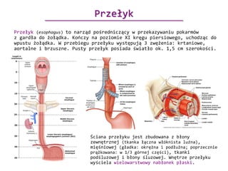 Anatomia Funkcjonalna Człowieka - Michał Żakowski | PDF