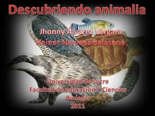 Descubriendo animalia Jhonny Álvarez Vergara Heiner Narvaez Balasnoa Universidad de sucre Facultad de educacion Y Ciencias Biologia 2011 