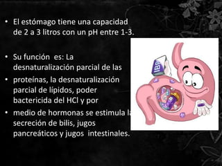 • El estómago tiene una capacidad
  de 2 a 3 litros con un pH entre 1-3.

• Su función es: La
  desnaturalización parcial de las
• proteínas, la desnaturalización
  parcial de lípidos, poder
  bactericida del HCl y por
• medio de hormonas se estimula la
  secreción de bilis, jugos
  pancreáticos y jugos intestinales.
 