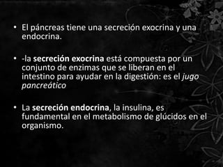 • El páncreas tiene una secreción exocrina y una
  endocrina.

• -la secreción exocrina está compuesta por un
  conjunto de enzimas que se liberan en el
  intestino para ayudar en la digestión: es el jugo
  pancreático

• La secreción endocrina, la insulina, es
  fundamental en el metabolismo de glúcidos en el
  organismo.
 