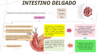 INTESTINO DELGADO
Conducto de 6 a 8 metros de largo, formado por tres tramos:
DUODENO
Es la primera sección del intestino delgado.
Duodeno
Yeyuno
Ileon
Órgano retroperitoneal.
Se relaciona con el estómago, el
hígado y el páncreas con los que
forma una unidad funcional y
recibe el quimo del estómago,
las secreciones del páncreas y la
bilis del hígado.
El colédoco y el conducto
pancreático principal
desembocan juntos en la segunda
porción del duodeno, en la
ampolla de Vater o papila
duodenal
en donde existe un esfínter, el
esfínter de Oddi que está
relacionado, sobre todo, con el
control del flujo del jugo
pancreático al duodeno
, ya que el flujo de bilis hacia el
duodeno está controlado por el
esfínter del colédoco situado en
el extremo distal de este
conducto biliar.
Esta flexura, unida a la pared abdominal
posterior por un pliegue peritoneal llamado
ligamento de Treitz
Envuelve la cabeza del páncreas en forma de
C, y termina en la flexura duodenoyeyunal
 