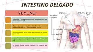 INTESTINO DELGADO
YEYUNO
El yeyuno es la segunda parte del intestino delgado. Comienza en el
ángulo duodenoyeyunal
El yeyuno es completamente intraperitoneal ya que el mesenterio
propiamente dicho lo une a la pared abdominal posterior.
El yeyuno representa las dos quintas partes proximales del continuo
yeyuno-íleon
La pared del yeyuno es más gruesa y su luz es más ancha que en el
íleon
El yeyuno contiene pliegues circulares de Kerckring más
prominentes.
 