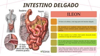 ILEON
El íleon es la última y más larga parte del intestino delgado.
Se encuentra en el cuadrante inferior derecho del abdomen;
aunque el íleon terminal puede extenderse hacia la cavidad
pélvica.
El íleon termina en el orificio ileal (unión ileocecal) donde
comienza el ciego del intestino grueso.
En la unión ileocecal, la lámina muscular del íleon sobresale
hacia la luz del ciego formando una estructura llamada pliegue
ileocecal
Estas fibras musculares forman un anillo muscular dentro del
pliegue llamado esfínter ileocecal que controla el vaciado del
contenido ileal hacia el intestino grueso.
INTESTINO DELGADO
 