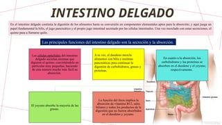 INTESTINO DELGADO
En el intestino delgado continúa la digestión de los alimentos hasta su conversión en componentes elementales aptos para la absorción; y aquí juega un
papel fundamental la bilis, el jugo pancreático y el propio jugo intestinal secretado por las células intestinales. Una vez mezclado con estas secreciones, el
quimo pasa a llamarse quilo.
Las principales funciones del intestino delgado son la secreción y la absorción.
Las células epiteliales del intestino
delgado secretan enzimas que
digieren el quimo; convirtiéndolo en
partículas muy pequeñas, haciendo
de esta manera mucho más fácil su
absorción.
A su vez, el duodeno mezcla
alimentos con bilis y enzimas
pancreáticas para continuar la
digestión de carbohidratos, grasas y
proteínas.
En cuanto a la absorción, los
carbohidratos y las proteínas se
absorben en el duodeno y el yeyuno,
respectivamente.
El yeyuno absorbe la mayoría de las
grasas.
La función del íleon implica la
absorción de vitamina B12, sales
biliares y todos los productos de la
digestión que no fueron absorbidos
en el duodeno y yeyuno.
 