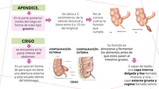 Se ubica a 3
centímetros, de la
válvula ileocecal y
tiene entre 6 y 10 cm
de longitud.
En la parte posterior
media del ciego en
forma de tubo tipo
gusano
No se
conoce
cuál es la
función
que
cumple.
CIEGO
APENDICE.
se encuentra en la
parte inferior del
abdomen.
Es un saco en forma
de pera que no tiene
una abertura externa
y está situado detrás
del estómago.
Su función es
almacenar y fermentar
los alimentos antes de
que estos pasen al
intestino grueso.
2 capas de tejido:
una capa interna
delgada y lisa llamada
mucosa, y una
capa externa gruesa y
rugosa llamada serosa
 