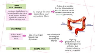 COLON
DESCENDENTE.
SIGMOIDEO
RECTO CANAL ANAL
comienza desde la curva
izquierda del colon hacia
abajo y pasa al colon
sigmoide a nivel de la
cresta ilíaca del ilion.
La longitud del colon
descendente es un
promedio de 23 cm.
A nivel de la porción
final del riñón izquierdo,
el colon se hace medial
hacia el borde lateral del
músculo psoasiliáco,
Se encuentra
cerca de la
pelvis
está irrigado por
las arterias
sigmoides,
que se originan
en la región
mesentérica
inferior
digerir y
proporcionar más
residuos digestivos
antes de que
ingresen al recto
para su excreción.
 