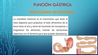 La motilidad intestinal es el movimiento que tiene el
tubo digestivo para propulsar el bolo alimenticio de la
boca hacia el ano y tiene las funciones de transportar y
fragmentar los alimentos, mezclar las secreciones
digestivas con el alimento para que puedan absorberse.
MOTILIDAD INTESTINAL
FUNCIÓN GÁSTRICA
 