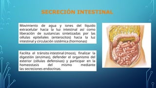 Facilita el tránsito intestinal (moco), finalizar la
digestión (enzimas), defender el organismo del
exterior (células defensivas) y participar en la
homeostasis del mismo mediante
las secreciones endocrinas.
Movimiento de agua y iones del líquido
extracelular hacia la luz intestinal así como
liberación de sustancias sintetizadas por las
células epiteliales (enterocitos) hacia la luz
intestinal y circulación sistémica (hormonas)
SECRECIÓN INTESTINAL
 