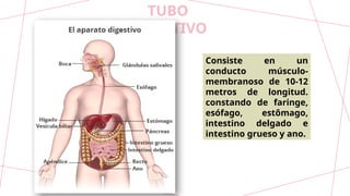 TUBO
DIGESTIVO
Consiste en un
conducto músculo-
membranoso de 10-12
metros de longitud.
constando de faringe,
esófago, estômago,
intestino delgado e
intestino grueso y ano.
 