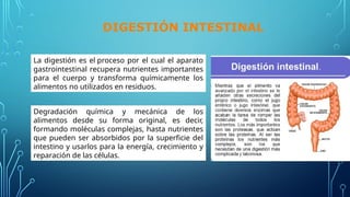Degradación química y mecánica de los
alimentos desde su forma original, es decir,
formando moléculas complejas, hasta nutrientes
que pueden ser absorbidos por la superficie del
intestino y usarlos para la energía, crecimiento y
reparación de las células.
La digestión es el proceso por el cual el aparato
gastrointestinal recupera nutrientes importantes
para el cuerpo y transforma químicamente los
alimentos no utilizados en residuos.
DIGESTIÓN INTESTINAL
 