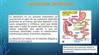 Movimiento de sustancias desde la
luz del tubo digestivo hasta el líquido
extracelular.
La absorción es un proceso importante ya
que permite el paso de las sustancias digeridas
presentes en el interior del tubo digestivo a los
vasos sanguíneos y linfáticos, para que desde
aquí vaya a todas las partes del organismo, hay
células especiales que ayudan a que los
nutrientes absorbidos crucen el revestimiento
intestinal para pasar al torrente sanguíneo.
La absorción se realiza en: El intestino delgado y
intestino grueso (agua).
ABSORCIÓN INTESTINAL
 