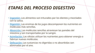 ETAPAS DEL PROCESO DIGESTIVO
• Ingestión: Los alimentos son triturados por los dientes y mezclados
con la saliva.
• Digestión: Las enzimas de los jugos descomponen los nutrientes en
moléculas más sencillas.
• Absorción: Las moléculas sencillas atraviesan las paredes del
intestino y son transportadas por la sangre.
• Asimilación: Las células utilizan los nutrientes para obtener energía o
fabricar nuevas moléculas.
• Defecación: Las sustancias no digeridas o no absorbidas son
eliminadas por el ano.
 
