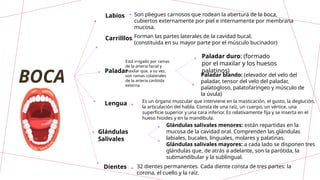 BOCA
Labios
Carrilllos
Paladar
Lengua
Glándulas
Salivales
Dientes
Son pliegues carnosos que rodean la abertura de la boca,
cubiertos externamente por piel e internamente por membrana
mucosa.
Forman las partes laterales de la cavidad bucal,
(constituida en su mayor parte por el músculo bucinador)
Paladar duro: (formado
por el maxilar y los huesos
palatinos)
Paladar blando: (elevador del velo del
paladar, tensor del velo del paladar,
palatogloso, palatofaríngeo y músculo de
la úvula)
Está irrigado por ramas
de la arteria facial y
maxilar que, a su vez,
son ramas colaterales
de la arteria carótida
externa.
Es un órgano muscular que interviene en la masticación, el gusto, la deglución,
la articulación del habla. Consta de una raíz, un cuerpo, un vértice, una
superficie superior y una cara inferior. Es relativamente fija y se inserta en el
hueso hioides y en la mandíbula.
Glándulas salivales menores: están repartidas en la
mucosa de la cavidad oral. Comprenden las glándulas
labiales, bucales, linguales, molares y palatinas.
Glándulas salivales mayores: a cada lado se disponen tres
glándulas que, de atrás a adelante, son la parótida, la
submandibular y la sublingual.
32 dientes permanentes. Cada diente consta de tres partes: la
corona, el cuello y la raíz.
 