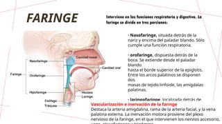FARINGE Interviene en las funciones respiratoria y digestiva. La
faringe se divide en tres porciones:
· Nasofaringe, situada detrás de la
nariz y encima del paladar blando. Sólo
cumple una función respiratoria.
· orofaringe, dispuesta detrás de la
boca. Se extiende desde el paladar
blando
hasta el borde superior de la epiglotis.
Entre los arcos palatinos se disponen
dos
masas de tejido linfoide, las amígdalas
palatinas.
· laringofaringe, localizada detrás de
la laringe. Se extiende desde el borde
superior de la epiglotis hasta el
esófago.
Vascularización e inervación de la faringe
Destaca la arteria amigdalina, rama de la arteria facial, y la vena
palatina externa. La inervación motora proviene del plexo
nervioso de la faringe, en el que intervienen los nervios accesorio,
 