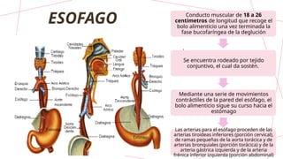 ESOFAGO
.
Conducto muscular de 18 a 26
centímetros de longitud que recoge el
bolo alimenticio una vez terminada la
fase bucofaríngea de la deglución
Se encuentra rodeado por tejido
conjuntivo, el cual da sostén.
Mediante una serie de movimientos
contráctiles de la pared del esófago, el
bolo alimenticio sigue su curso hacia el
estómago
Las arterias para el esófago proceden de las
arterias tiroideas inferiores (porción cervical),
de ramas pequeñas de la aorta torácica y de
arterias bronquiales (porción torácica) y de la
arteria gástrica izquierda y de la arteria
frénica inferior izquierda (porción abdominal)
 