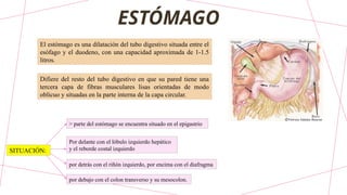 ESTÓMAGO
El estómago es una dilatación del tubo digestivo situada entre el
esófago y el duodeno, con una capacidad aproximada de 1-1.5
litros.
Difiere del resto del tubo digestivo en que su pared tiene una
tercera capa de fibras musculares lisas orientadas de modo
oblicuo y situadas en la parte interna de la capa circular.
> parte del estómago se encuentra situado en el epigastrio
SITUACIÓN:
Por delante con el lóbulo izquierdo hepático
y el reborde costal izquierdo
por detrás con el riñón izquierdo, por encima con el diafragma
por debajo con el colon transverso y su mesocolon.
 