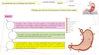 Si consideramos que el estómago tiene forma de J
PARTES
se puede distinguir
horizontal.
vertical
porción
El pliegue que está entre las dos porciones se llama incisura angular.
El fundus o fórnix, situado en la parte superior y a la izquierda del orificio de
comunicación con el esófago o cardias. El ángulo que se forma entre el fundus y el
cardias ayuda a evitar el reflujo gastroesofágico y las hernias de hiato
El cuerpo, es la zona comprendida entre el fórnix y la incisura angular. Está
limitado a ambos lados por las curvaturas mayor y menor
La porción pilórica o píloro, es la zona comprendida entre la incisura angular y el
esfínter pilórico, que separa al estómago del duodeno. El píloro se divide en una
porción proximal o antro pilórico, que es la parte más ancha, y una porción distal o
canal pilórico, que es más estrecha.
 