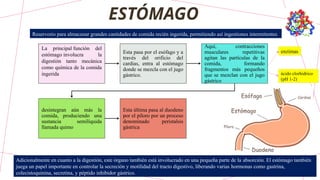 Reservorio para almacenar grandes cantidades de comida recién ingerida, permitiendo así ingestiones intermitentes
ESTÓMAGO
La principal función del
estómago involucra la
digestión tanto mecánica
como química de la comida
ingerida
Esta pasa por el esófago y a
través del orificio del
cardias, entra al estómago
donde se mezcla con el jugo
gástrico.
Aquí, contracciones
musculares repetitivas
agitan las partículas de la
comida, formando
fragmentos más pequeños
que se mezclan con el jugo
gástrico
desintegran aún más la
comida, produciendo una
sustancia semilíquida
llamada quimo
Esta última pasa al duodeno
por el píloro por un proceso
denominado peristalsis
gástrica
ácido clorhídrico
(pH 1-2)
enzimas
Adicionalmente en cuanto a la digestión, este órgano también está involucrado en una pequeña parte de la absorción. El estómago también
juega un papel importante en controlar la secreción y motilidad del tracto digestivo, liberando varias hormonas como gastrina,
colecistoquinina, secretina, y péptido inhibidor gástrico.
 