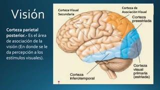 Anatomía general cerebral, Lobulos, Neuronas, Talamo e Hipotalamo | PPTX