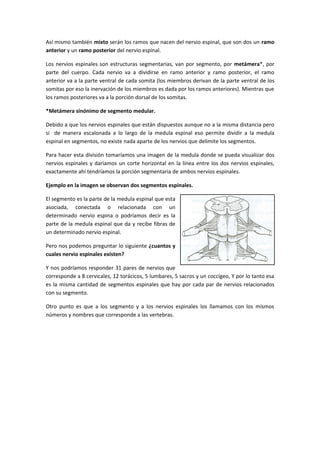 Anatomia general de la medula espinal | DOC